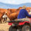 Man, 72, killed in ATV crash while moving live stock