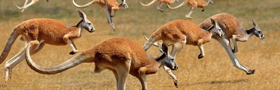 Former student dies in off-road buggy crash with kangaroo